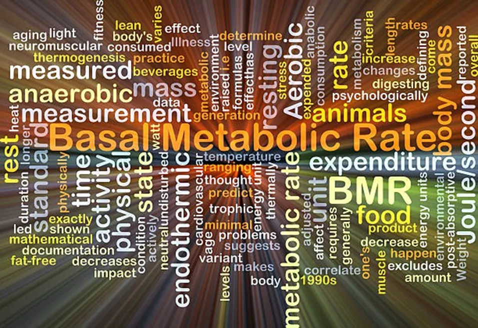 Basal Metabolic Rate word cloud
