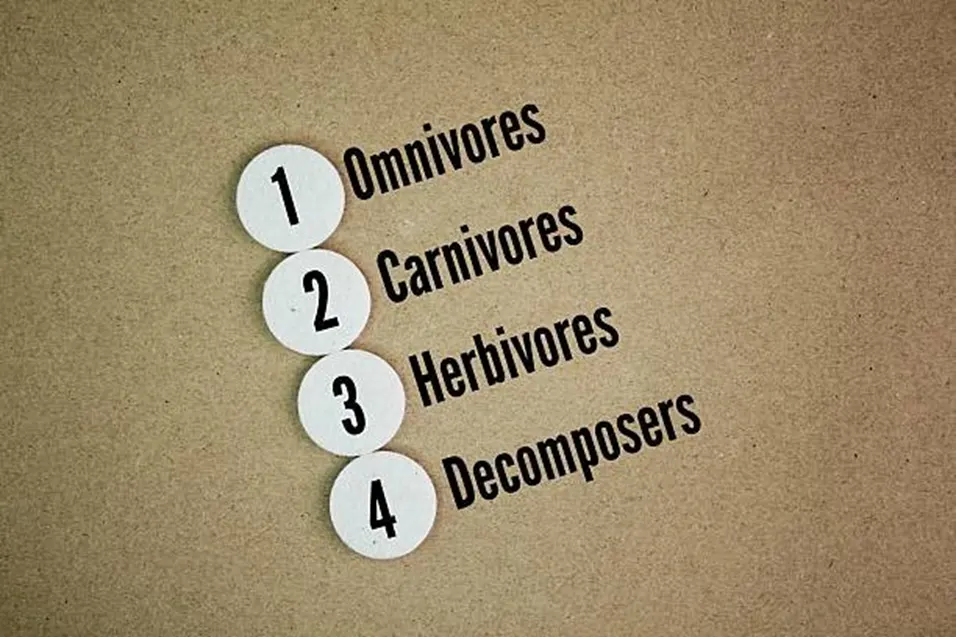 Numbered circles listing Omnivores, Carnivores, Herbivores, and Decomposers on a beige cardboard background